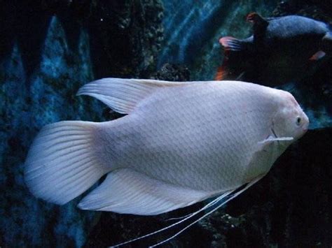 招財魚|財神魚(黃金戰船)飼養14要點 – 寵物百科